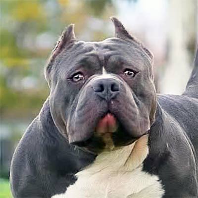 Imagen American Bully grupo 3