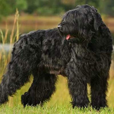 Imagen Terrier ruso grupo 3