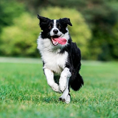 Imagen Border Collie grupo 1