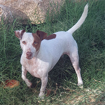 Imagen Jack Russell Terrier  grupo 3